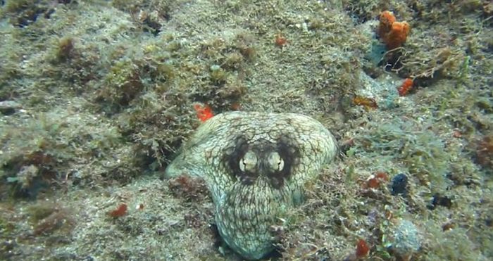 octopus camouflage