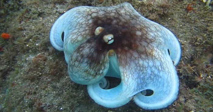 octopus camouflage