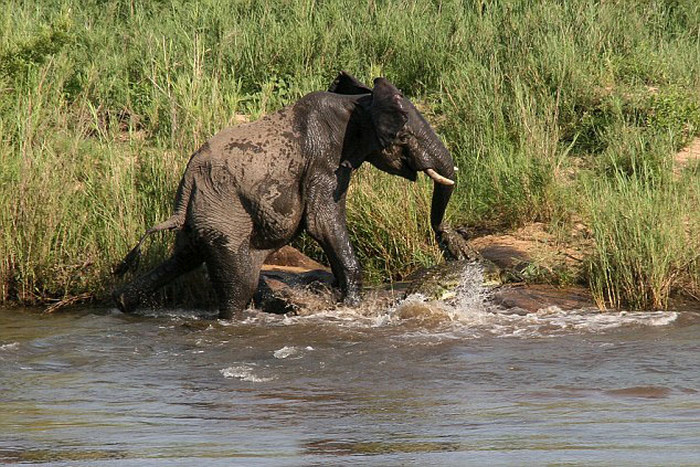 elephant with its trunk grabbed by crocodile