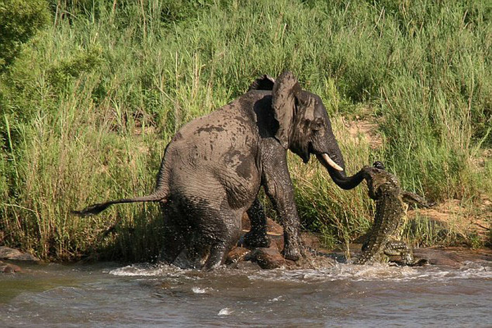 elephant with its trunk grabbed by crocodile