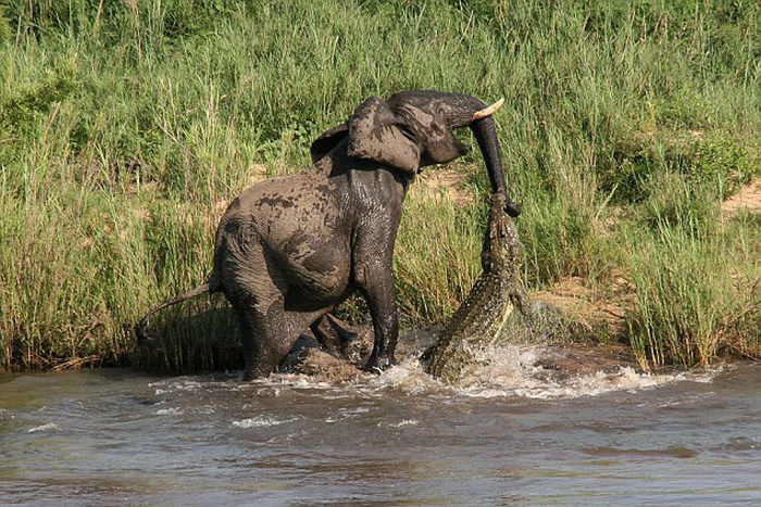 elephant with its trunk grabbed by crocodile