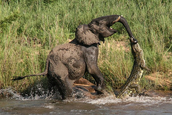 elephant with its trunk grabbed by crocodile