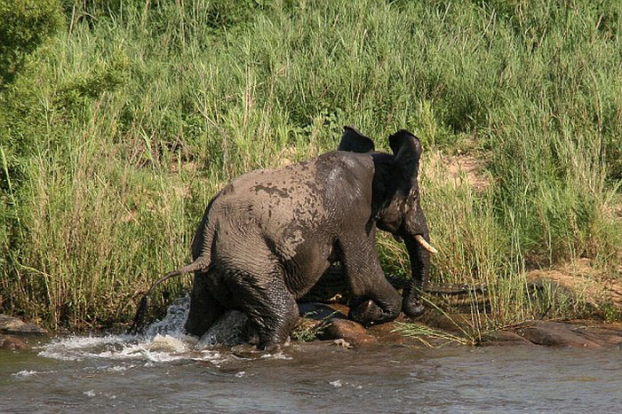 elephant with its trunk grabbed by crocodile