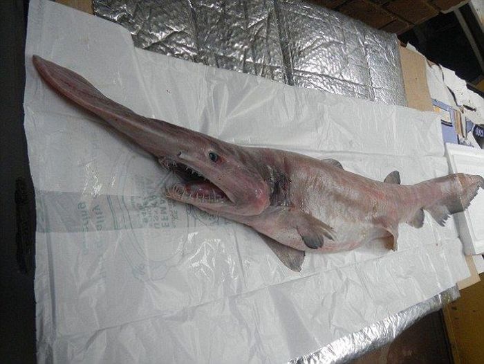 Goblin shark catch, Green Cape, New South Wales, Australia, South Pacific Ocean