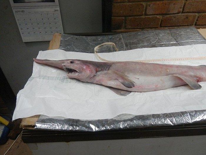 Goblin shark catch, Green Cape, New South Wales, Australia, South Pacific Ocean