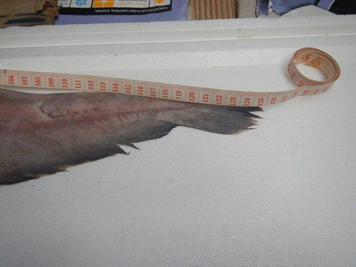 Goblin shark catch, Green Cape, New South Wales, Australia, South Pacific Ocean