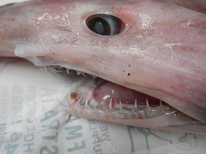 Goblin shark catch, Green Cape, New South Wales, Australia, South Pacific Ocean