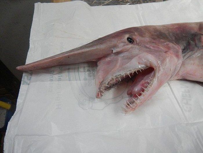 Goblin shark catch, Green Cape, New South Wales, Australia, South Pacific Ocean