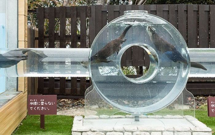 Otter Finger Touch exhibit, Keikyu Aburatsubo Marine Park Aquarium, Misaki, Miura, Kanagawa, Japan