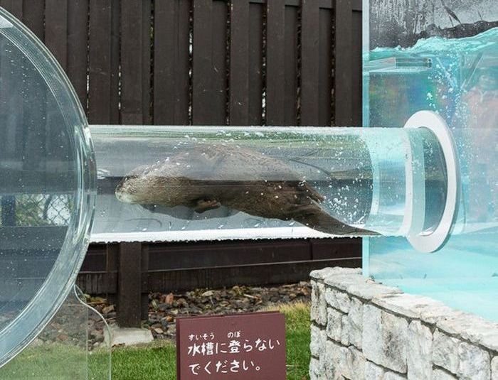 Otter Finger Touch exhibit, Keikyu Aburatsubo Marine Park Aquarium, Misaki, Miura, Kanagawa, Japan