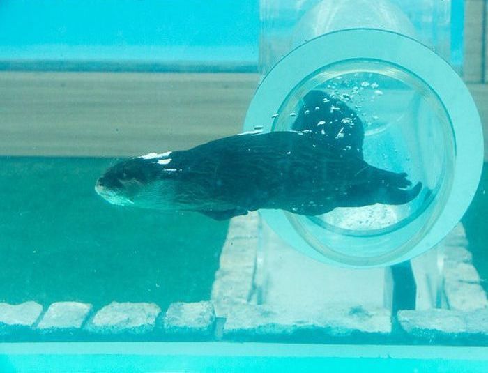 Otter Finger Touch exhibit, Keikyu Aburatsubo Marine Park Aquarium, Misaki, Miura, Kanagawa, Japan