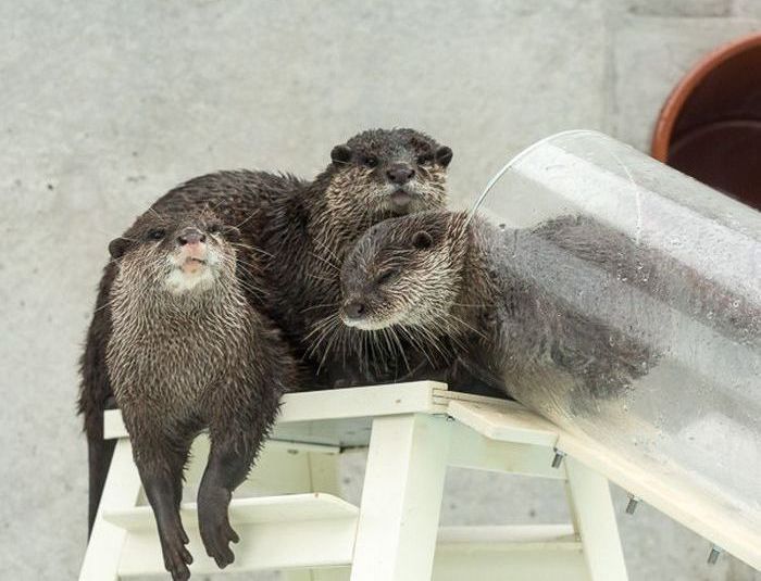 Otter Finger Touch exhibit, Keikyu Aburatsubo Marine Park Aquarium, Misaki, Miura, Kanagawa, Japan