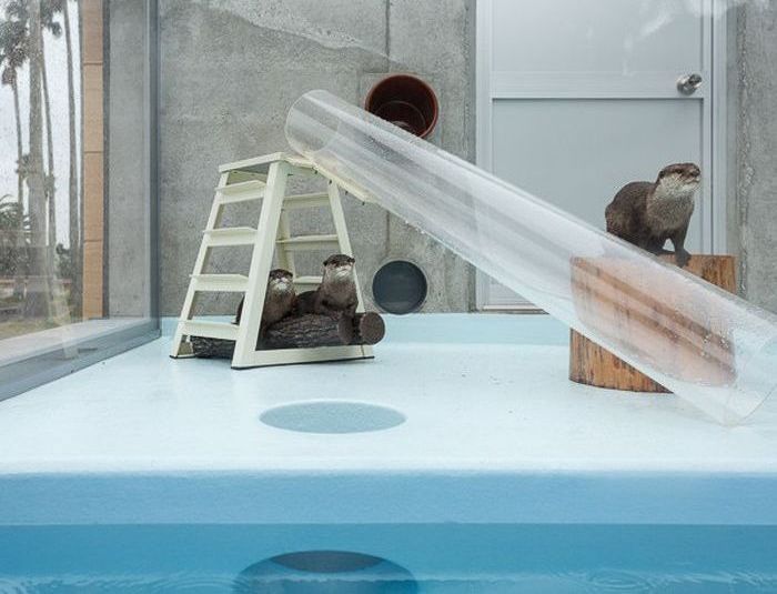 Otter Finger Touch exhibit, Keikyu Aburatsubo Marine Park Aquarium, Misaki, Miura, Kanagawa, Japan