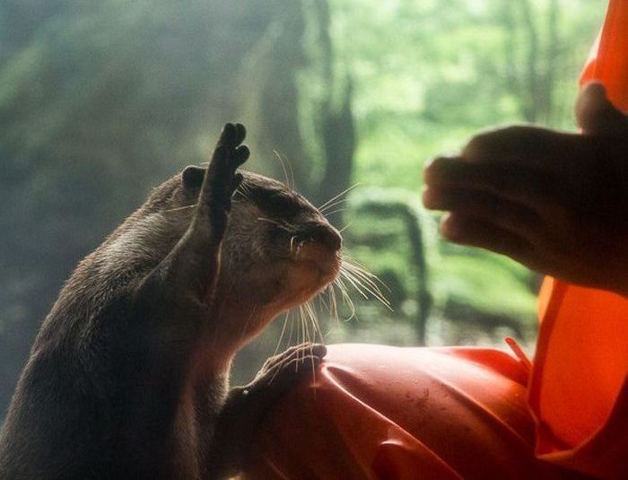 Otter Finger Touch exhibit, Keikyu Aburatsubo Marine Park Aquarium, Misaki, Miura, Kanagawa, Japan