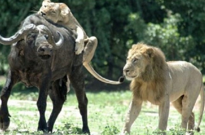 lioness hunting buffalo while lion mating