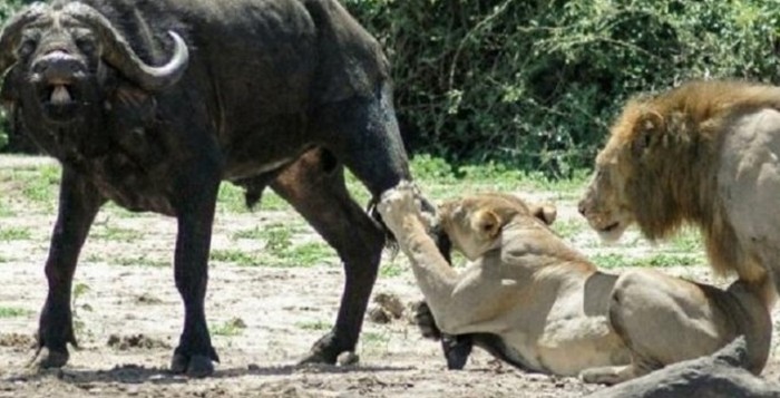lioness hunting buffalo while lion mating