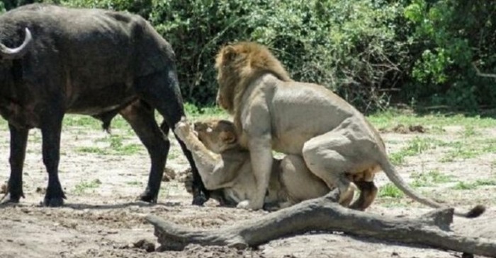 lioness hunting buffalo while lion mating