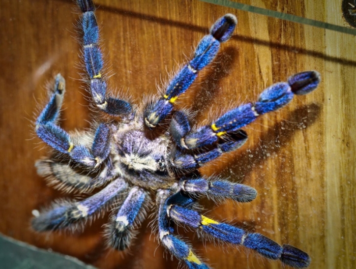 poecilotheria metallica tarantula