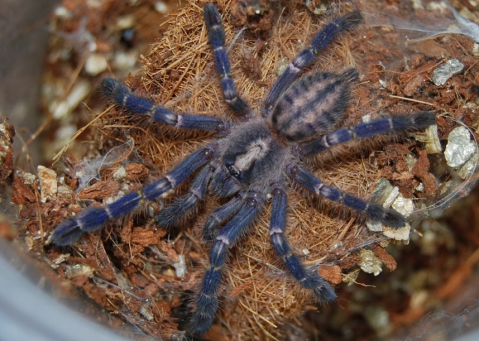 poecilotheria metallica tarantula