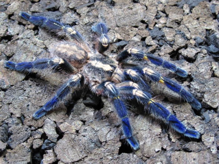 poecilotheria metallica tarantula