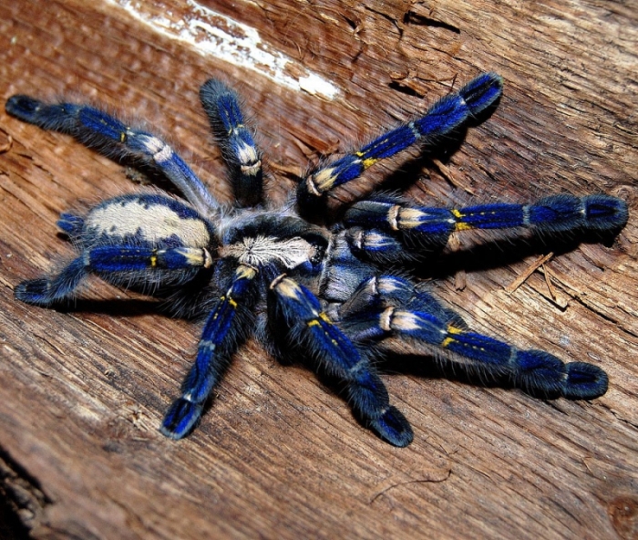 poecilotheria metallica tarantula