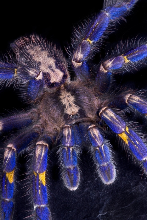 poecilotheria metallica tarantula