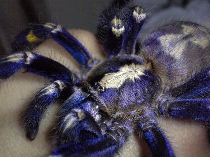 poecilotheria metallica tarantula