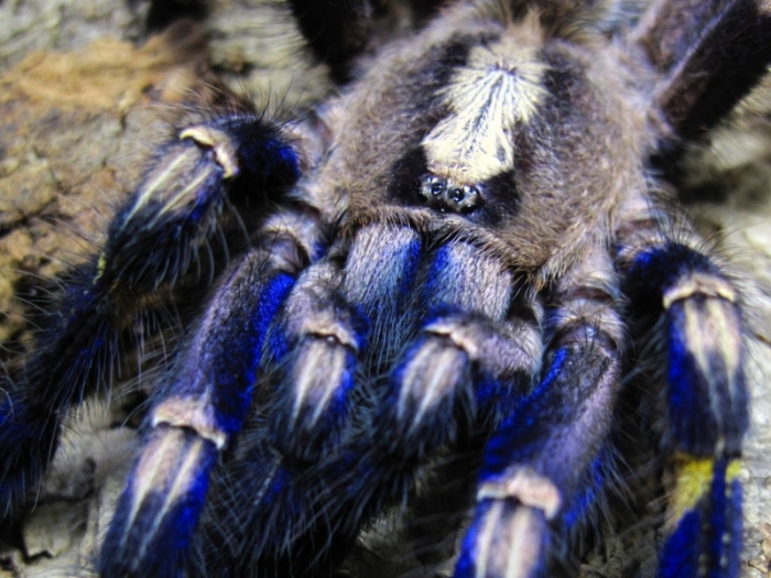 poecilotheria metallica tarantula