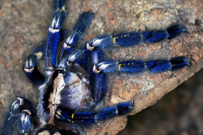 poecilotheria metallica tarantula