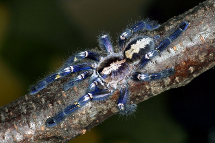 poecilotheria metallica tarantula