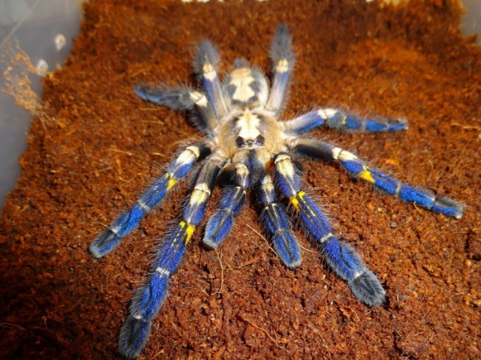 poecilotheria metallica tarantula