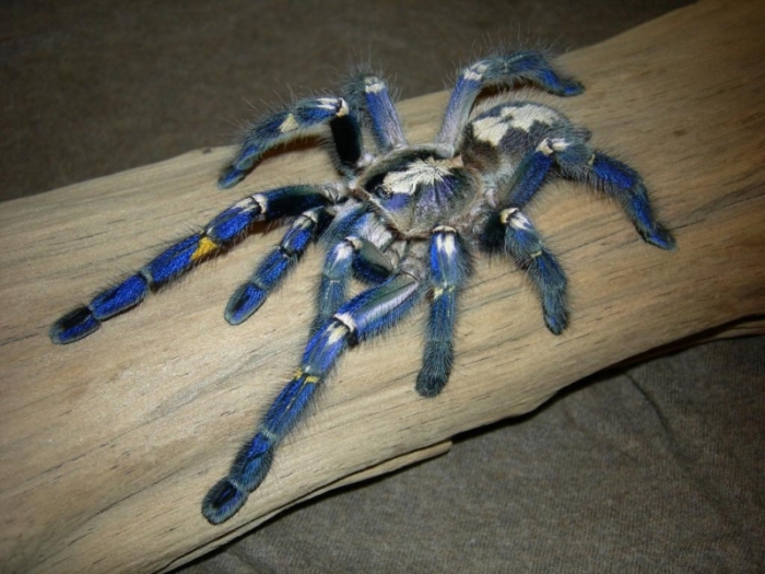 poecilotheria metallica tarantula