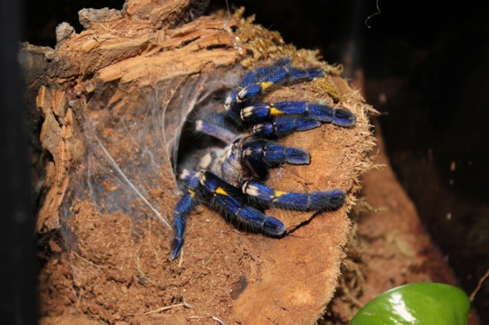 poecilotheria metallica tarantula