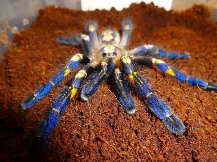 poecilotheria metallica tarantula