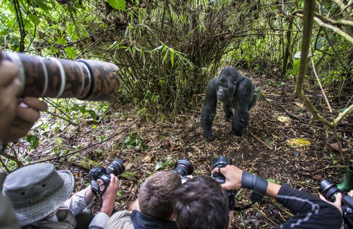 gorilla punched a photographer