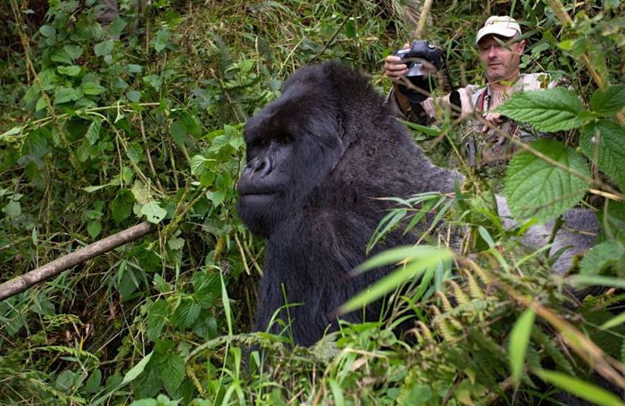 gorilla punched a photographer