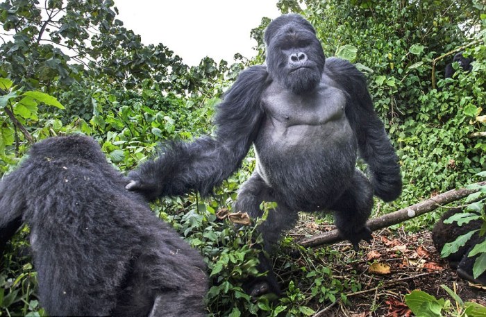 gorilla punched a photographer