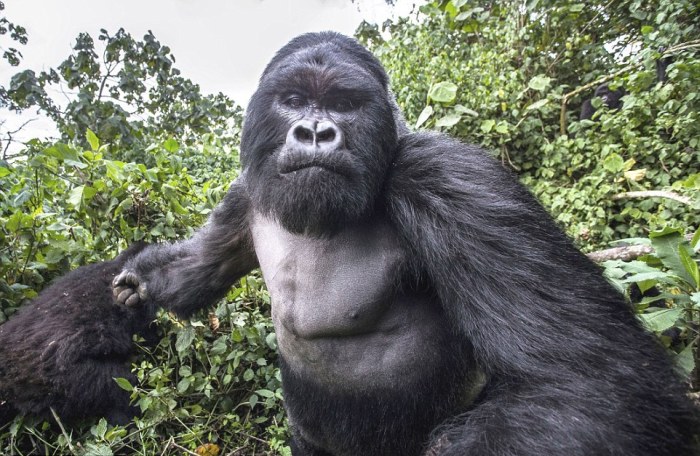 gorilla punched a photographer