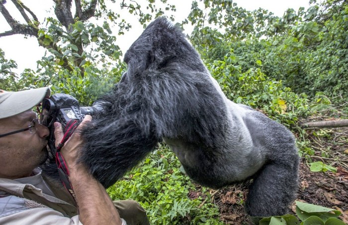 gorilla punched a photographer