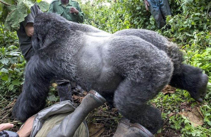 gorilla punched a photographer