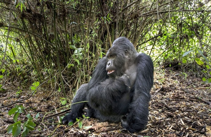 gorilla punched a photographer