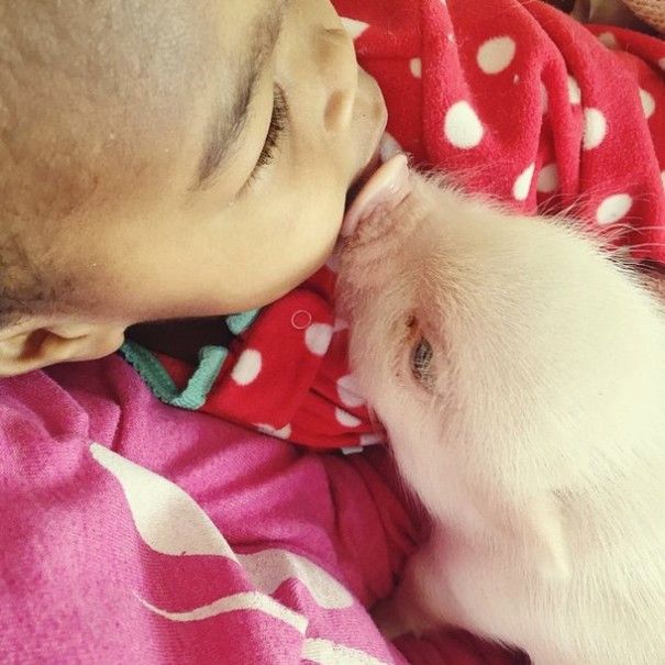 domestic pig pet with a little kid