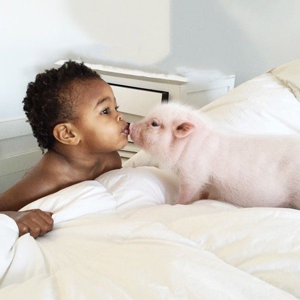 domestic pig pet with a little kid