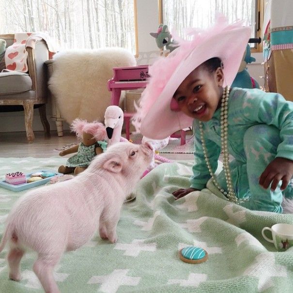 domestic pig pet with a little kid