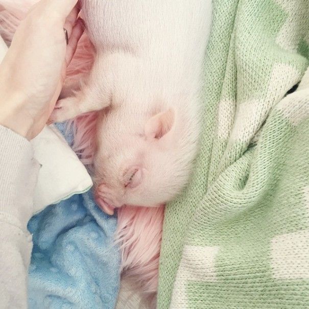 domestic pig pet with a little kid