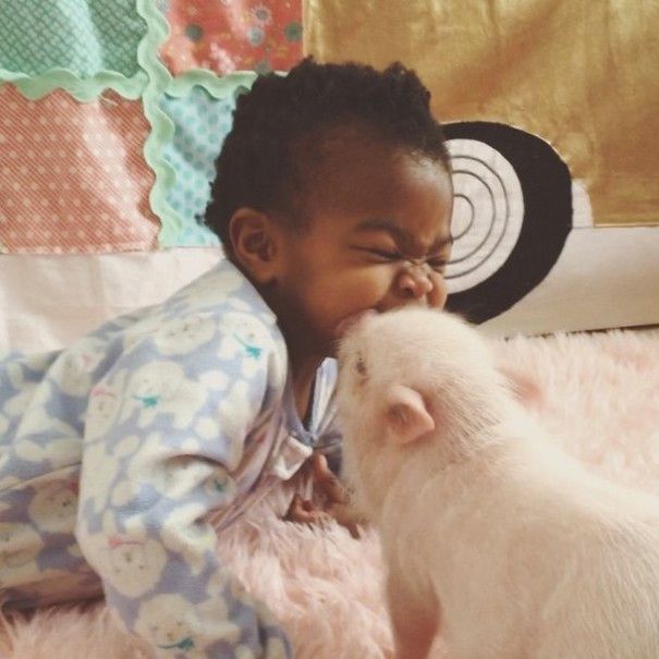 domestic pig pet with a little kid