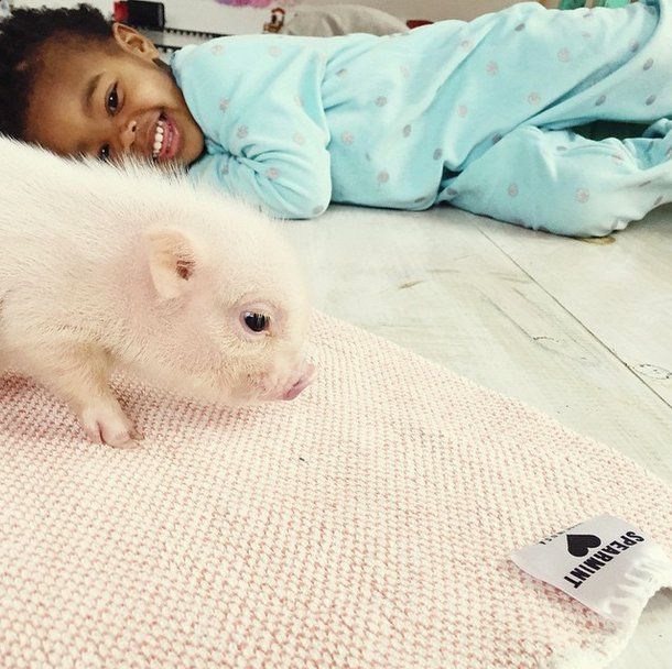 domestic pig pet with a little kid