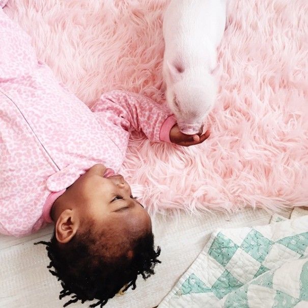 domestic pig pet with a little kid