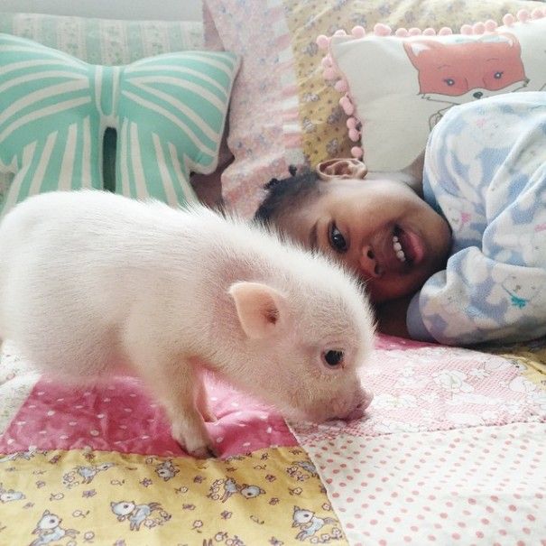 domestic pig pet with a little kid