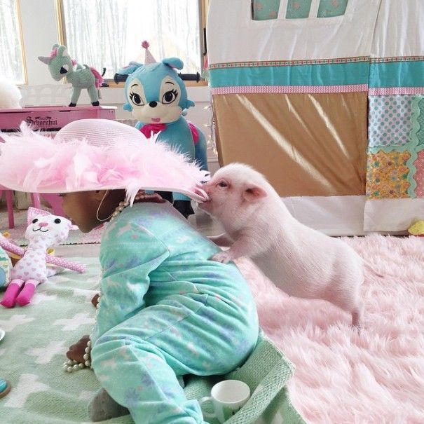 domestic pig pet with a little kid